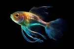 Glowfin company icon
