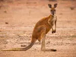 Kangaroo Kids International Preschool & Daycare,… company icon