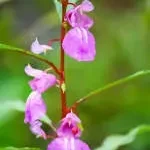 Balsam Cafe company icon